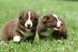 BORDER COLLIE 1313